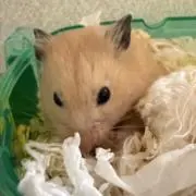 にゃん子の画像