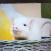 りょうマートンの画像