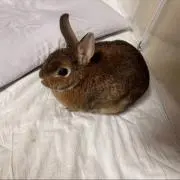 ちょこの画像