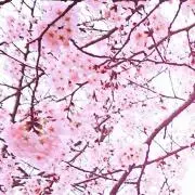 setsuna＠