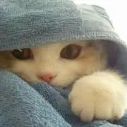 おはな