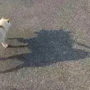 CHABIllの画像