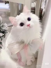 miの画像