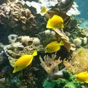 さとこの画像