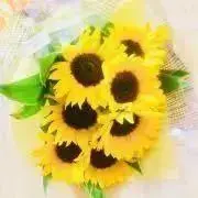 ひまわり【プロフ必読】