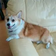 ここちゃん