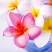 kanaの画像