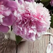 sunny-grapesの画像