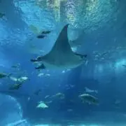 marinの画像
