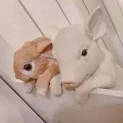 ひよこ。の画像