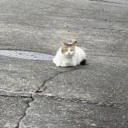 MYAWฅ^•ω•^ฅ[プロフ一読推奨]の画像