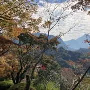 有田焼】幸山窯 天目菊 蓋付きお椀 4客セット 金彩 豪華 汁椀 吸物椀