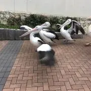 こけもん