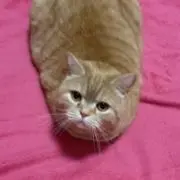 とむとむの画像