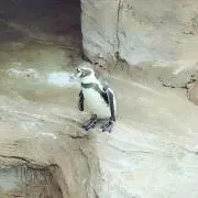 Nの画像