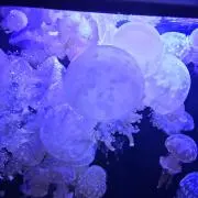 ハンス