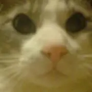 yuki