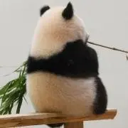 みかちょん