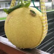 かえるの画像