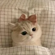 ふの画像