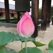 さやかの画像