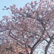 さくら