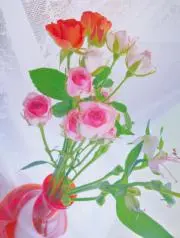 月見の画像