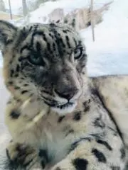 吹雪の画像
