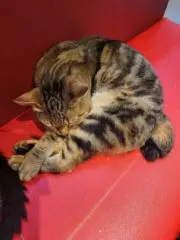 ちいさな彼女の小夜曲」 オリジナルサウンドトラック&マキシCD 色紙