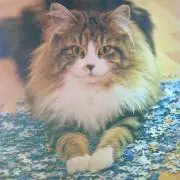 roncoo☆プロフ必読お願いします☆の画像