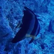 トヨタ