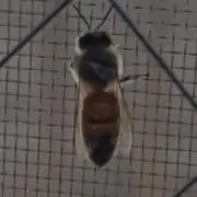 ミツバチ 即購入⭕️の画像