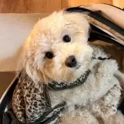 むーぎの画像