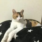 ハッチ