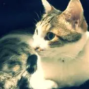 まゆ
