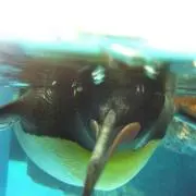 wahahaの画像