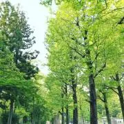 yomogiの画像