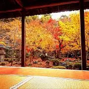 あみ