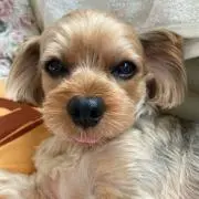 マギーの画像