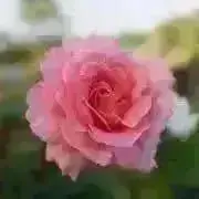 kikiの画像