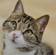ねこちゃんさんの画像