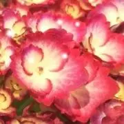 あき★24時間以内に発送しますの画像