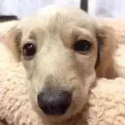 さかいやさかい