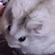 ハム子