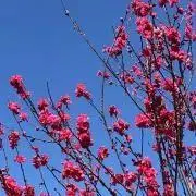 あさだの画像