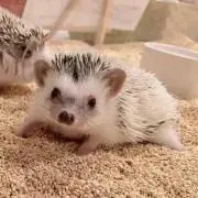 はなの画像