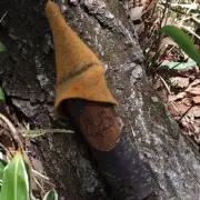 KKの画像