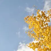 みつの画像