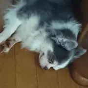 しほっち
