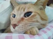 まろんの画像